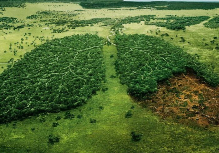 A green field with trees growing in the shape of lungs.